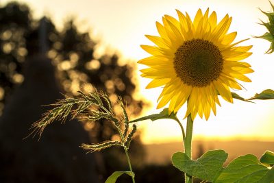 Wirtschaftlichkeit einer Solaranlage